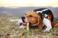 The dog breed American Foxhound