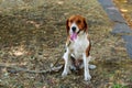 The dog breed American Foxhound