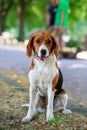 The dog breed American Foxhound Royalty Free Stock Photo