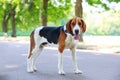 The dog breed American Foxhound Royalty Free Stock Photo