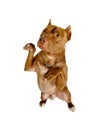 Dog breed American Pit Bull Terrier stands up on its hind legs Royalty Free Stock Photo