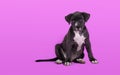 dog breed american staffordshire bull terrier sitting Royalty Free Stock Photo