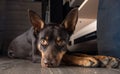 Dog breed Australian Kelpie portrait in an apartment on the laminate