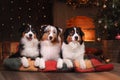 Dog breed Australian Shepherd, Aussie,