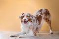 Dog breed Australian Shepherd, Aussie,