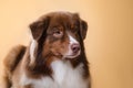 Dog breed Australian Shepherd, Aussie,