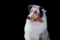 Dog breed Australian Shepherd, Aussie,