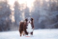 Dog breed Australian Shepherd, Aussie,