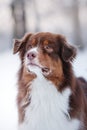 Dog breed Australian Shepherd, Aussie,