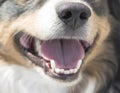 Dog breed Australian Shepherd muzzle