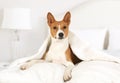 Dog breed Basenji lying on the bed