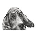 Dog of breed Basset