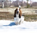 Dog breed basset-hound