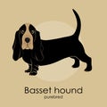 Dog breed Basset hound Royalty Free Stock Photo