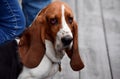 A basset hound dog with a sad look sits at the feet of the owner sits Royalty Free Stock Photo