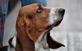 A basset hound dog with a sad look sits at the feet of the owner sits Royalty Free Stock Photo