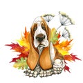 Dog breed Basset Hund. autumn leaves. Cute puppy.