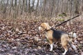 Dog breed Beagle in the autumn forest