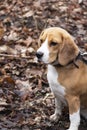 Dog breed Beagle in the autumn forest