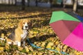 Dog breed Beagle in the autumn forest on a Sunny day.