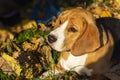 Dog breed Beagle in the autumn forest on a Sunny day