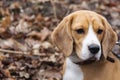 Dog breed Beagle in the autumn forest on a Sunny day