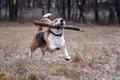 Dog breed Beagle playing with a stick