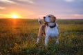Dog breed Beagle on a walk