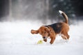 Dog breed Beagle walking in winter forest