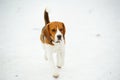 Dog breed Beagle in winter play in the snow outdoors