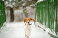 Dog breed Beagle in winter play in the snow outdoors