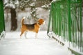 Dog breed Beagle in winter play in the snow outdoors