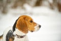 Dog breed Beagle in winter play in the snow outdoors