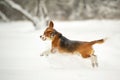 Dog breed Beagle in winter play in the snow outdoors