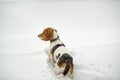 Dog breed Beagle in winter play in the snow outdoors