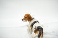 Dog breed Beagle in winter play in the snow outdoors