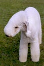 Dog of breed Bedlington Terrier