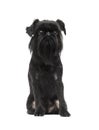 dog breed Belgian Griffon looks