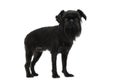 Dog breed Belgian Griffon looks