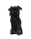 Dog breed Belgian Griffon looks