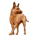 Dog breed Belgian Malinois. Vector illustration Royalty Free Stock Photo