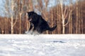 Dog breed Belgian Shepherd Groenendael Royalty Free Stock Photo