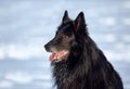 Dog breed Belgian Shepherd Groenendael Royalty Free Stock Photo