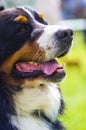 Dog breed Bernese Mountain Dog. Adorable dog portrait Royalty Free Stock Photo