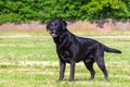 Dog breed black Labrador on a green lawn Royalty Free Stock Photo