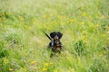 dog breed black marble dachshund stands in the field in spring or summer,