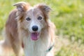 Dog breed border collie beige portrait Royalty Free Stock Photo