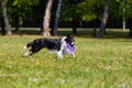 Dog breed border collie on Frisbee runs on a summer day on the green grass, jumping, flying, black color, long-haired dog, black a Royalty Free Stock Photo