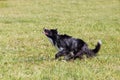 Dog Breed Border Collie On Frisbee Runs On A Summer Day On The Green Grass, Jumping, Flying, Black Color, Long-haired Dog, Black A