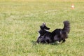 Dog breed border collie on Frisbee runs on a summer day on the green grass, jumping, flying, black color, long-haired dog, black a Royalty Free Stock Photo